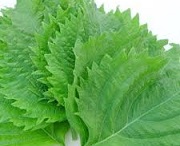 えぞ式すーすー茶で使用している青紫蘇