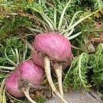 疲れをとるマカ