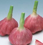 おすすめの食品