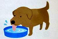 仙寿の水はペットに飲ませても大丈夫です