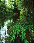 熊本県白川水源の地下水