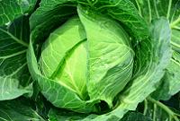 食物繊維が多いキャベツ